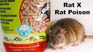 Why Rat X Is The Only Rat Poison I Will Ever Use - Safe & Effective - Mousetrap Monday