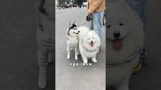 什么？萨摩耶带大的哈士奇比萨摩耶还稳定？ #萨摩耶 #哈士奇 #狗狗