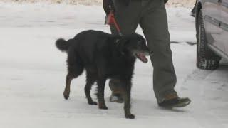 It's bitterly cold in the Toledo area. Protect pets from frostbite.