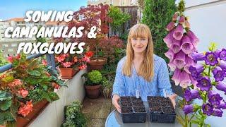 Sowing Biennial Flowers For My Container Garden | Campanulas & Foxgloves