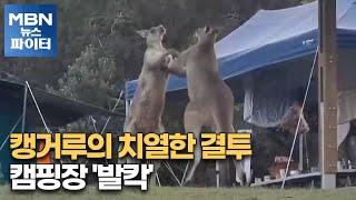 MBN 뉴스파이터-캥거루의 치열한 결투…캠핑장 '발칵'