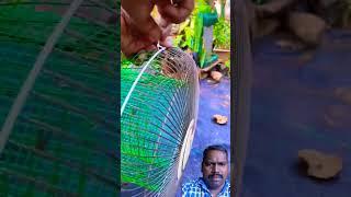 Cage making triks#cage#birds #shorts #farming #viralvideo