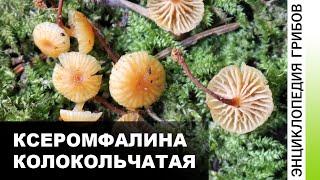 Ксеромфалина колокольчатая (Xeromphalina campanella) | ЭНЦИКЛОПЕДИЯ ГРИБОВ