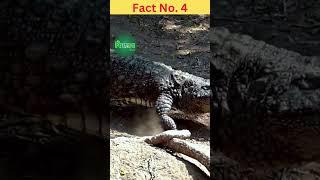 Interesting and Amazing Facts About Crocodile That Are Insane #faunafacts #shorts