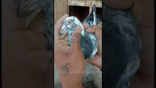 punjabi kabutar | delhi white pigeons short kabutar video