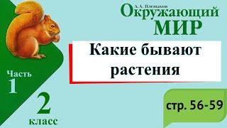 Какие бывают растения. Окружающий мир. 2 класс, 1 часть. Учебник А. Плешаков стр. 56-59