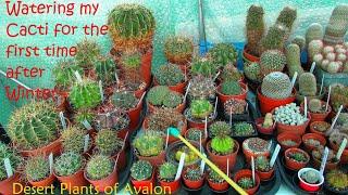 Watering Desert Cacti & Succulents for the first time after Winter #cacti #cactus #succulents