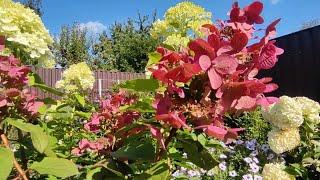 Метельчатая гортензия Вимс Ред в середине августа   Hydrangea paniculata `Wim`s Red