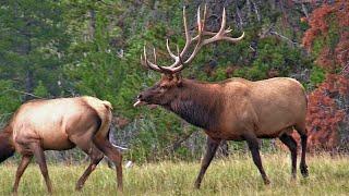 Very Active Elk Bull with His Harem During the Elk Rut