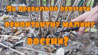 Як правильно обрізати ремонтантну малину восени та підготувати її до зимівлі?