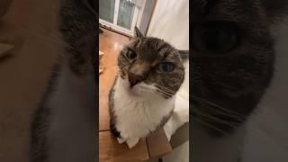 kissCat #trendingshorts
