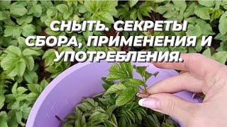 СНЫТЬ. ПОЛЬЗА И ПРИМЕНЕНИЕ. 