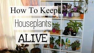 How To Keep Houseplants Alive! | How Not To Kill Your Indoor Plants!