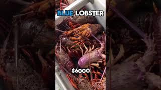 MOST Expensive Animals You'll Buy! #animals #facts #scary #wildanimalfacts #lobster