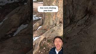 These can choke your tree! #arborist