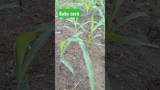 corn farming || baby corn ||   #shorts #youtubeshorts#short