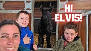 Wow! Teije Rein is already being ridden! | Say hi to Elvis. | Very good help! | Friesian Horses