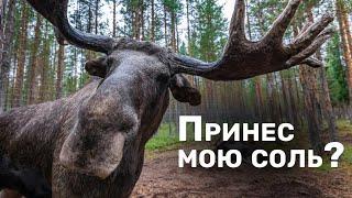 Лоси под солью.  Зачем лосям соль?  Лосям на Ямале разложили 11 тонн соли. Дикие лоси. Лесные звери.