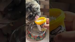 You make my heart melt like ice cream  ️#pug #dog #shorts