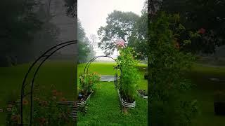 We Have a CHANCE of Rain Today #homestead #family #farming #farmlife