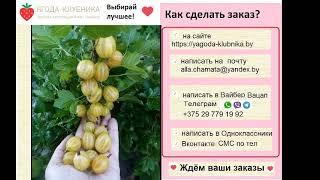 Рисульфа - очень сладкий ранний сорт крыжовника с ягодой янтарного цвета