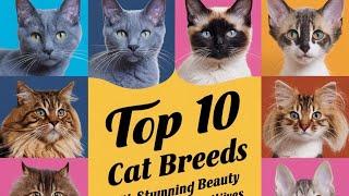 Top 10 Cat Breeds with Stunning Beauty and Unique Personalities