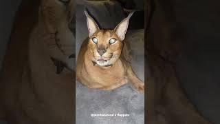 Caracal Pumba Growling and Hissing #floppa