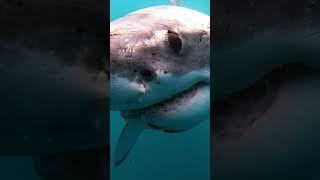 Young Great White Shark Smiles To The Camera
