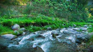 Beautifull Forest River Relaxing water sound, Nature sounds white noise, river sound for sleeping