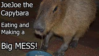 JoeJoe the Capybara Eating and Making a Big Mess!