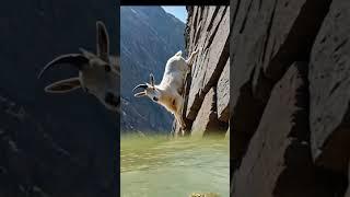 Goat  tiger  funny short #animals #trendingshorts #shors#animallivereview#funny #shortvideo#short