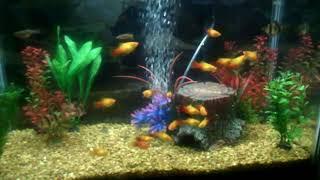 My 20 gallon fish tank