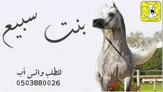 شيله بنت سبيع حماسيه | بنت بنك سبيع | اداء متعب الخيل | مجانيه بدون حقوق