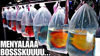  MENYALAAAA BOSSSKUUUUU !!! UPDATE HARGA IKAN DISCUS DI JATINEGARA TERBARU