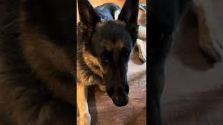 German shepherd FOOD AGGRESSION *FOSTER dog