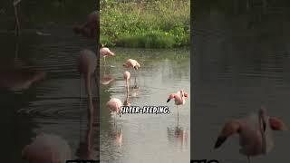 Why Flamingos Eat Upside Down  #trending #facts #animalfacts#shorts #viralvideo #trend