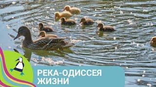 ‍‍‍ ОДИН ГОД ИЗ ЖИЗНИ РЕЧНОЙ ЭКОСИСТЕМЫ! Река - Одиссея жизни. Все серии. Фильм в HD. STARMEDIA