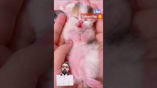 Cute cat#shortvideo #ytshorts #trending