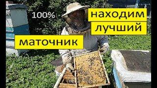 Как определить лучший маточник из 20.  100%