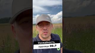 ПРОВАЛ ФЕРМЕРА! 20 ц/га? #agro #фермерство #агро #сельскоехозяйство #урожай