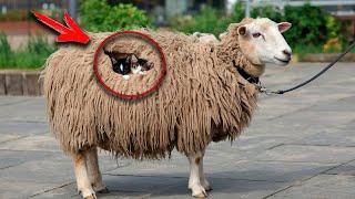 Veterinarian Finds Cat Hair In Sheep's Wool – When He Understands Why, He Bursts Into Tears!