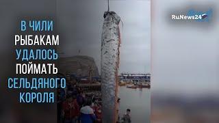 В Чили рыбакам удалось поймать сельдяного короля длиной пять метров / RuNews24