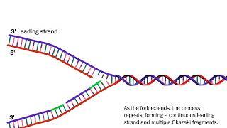 DNA Replication: The Process Simplified