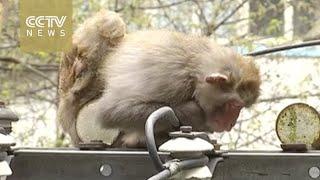 Footage: monkey gets electric shock, gets rescued