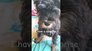 Did you hit 2k #funny#Livia#puppy#dog#pets#shorts
