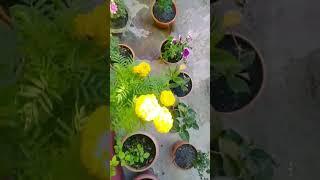 My Garden #shorts #shortsvideo