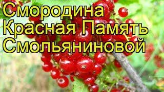 Смородина красная Память Смольяниновой. Краткий обзор, описание характеристик ribes rubrum