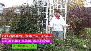 Как обрезать КЛЕМАТИС на зиму, если не знаешь, к какой группе он относится?