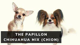 All About The Papillon Chihuahua Mix (Chion)