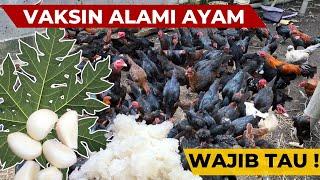 PETERNAK AYAM WAJIB TAU ‼️ CARA BUAT VAKSIN ALAMI UNTUK AYAM KAMPUNG